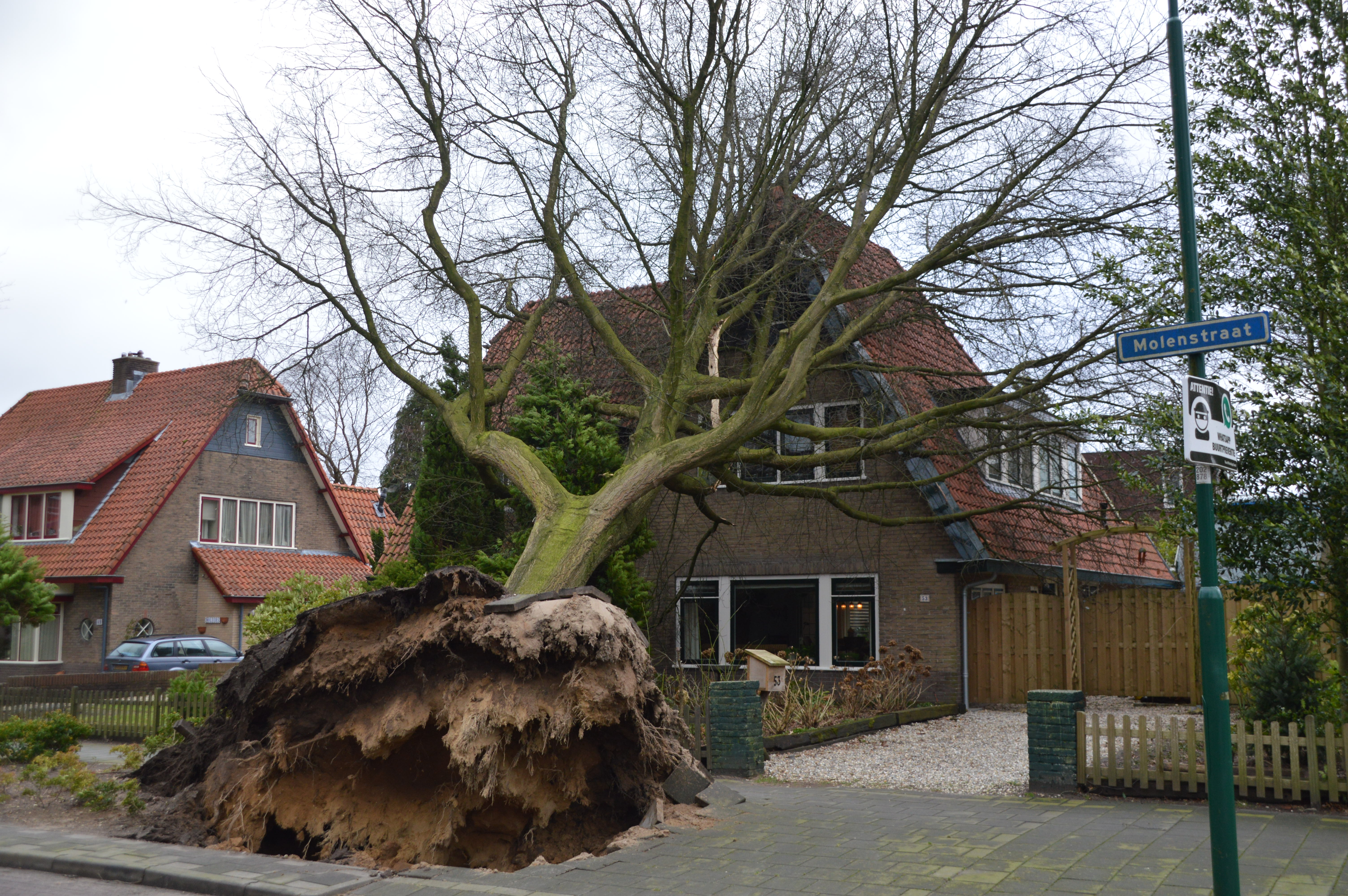 Bomen op bovenleiding spoor en op woningen