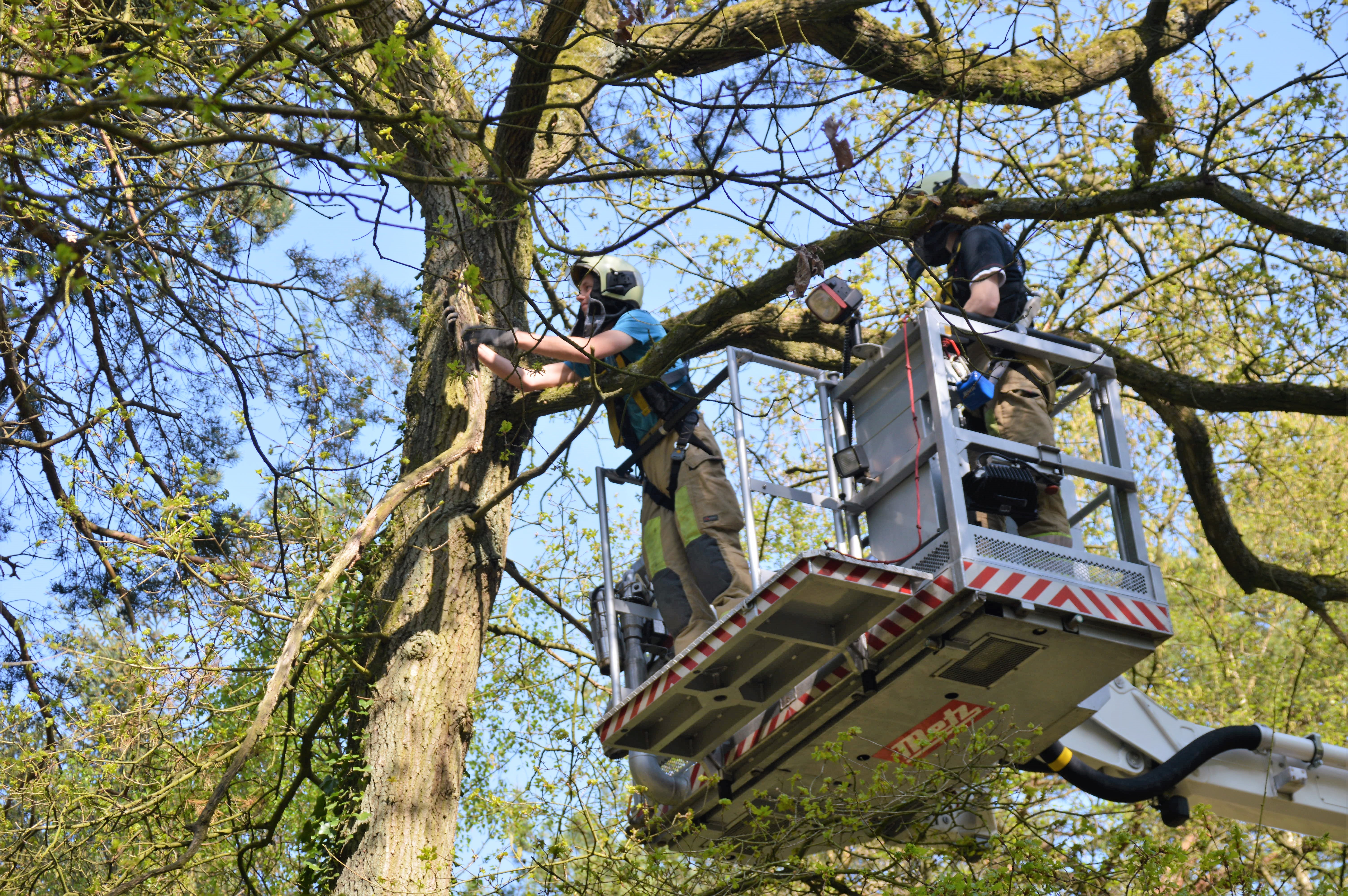 Loshangende takken gevaar voor bezoekers Lange Duinen