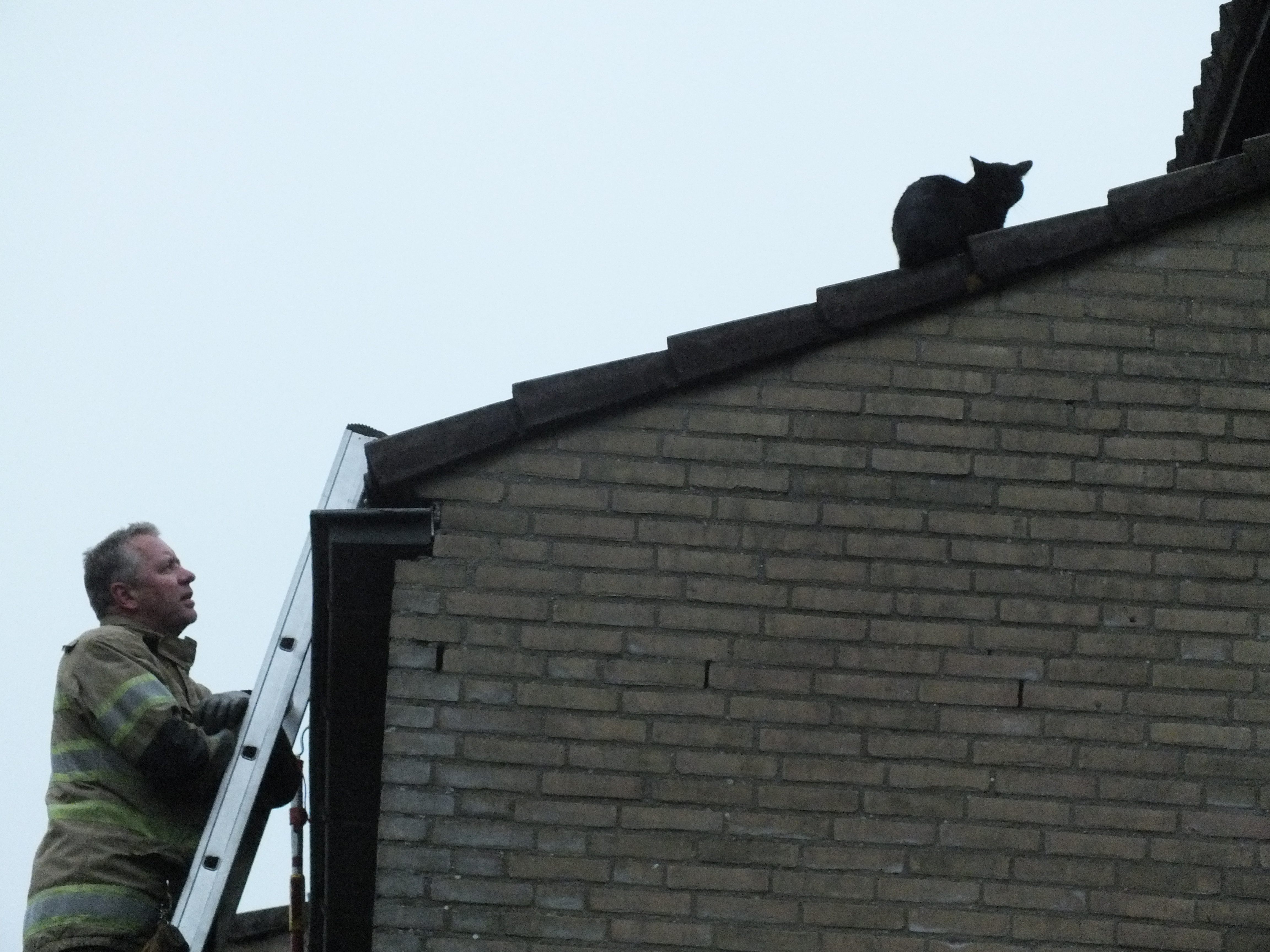 Kat bepaalt zelf moment van vrijheid