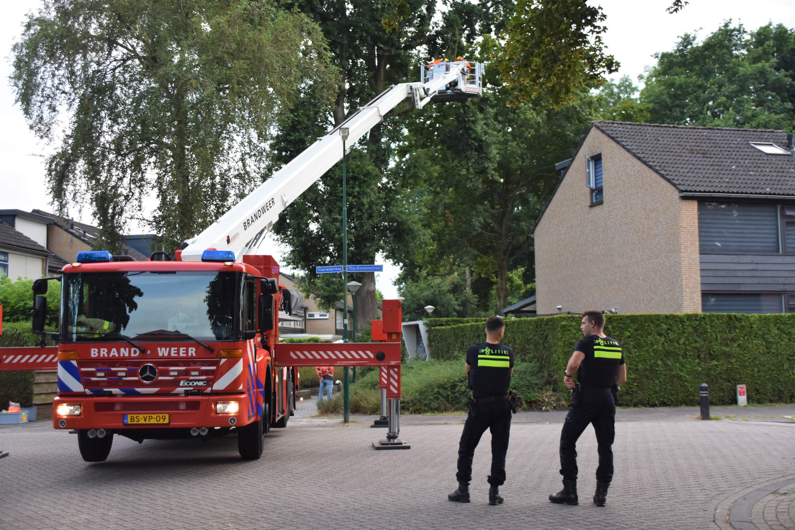 Droogte fataal voor boom en takken