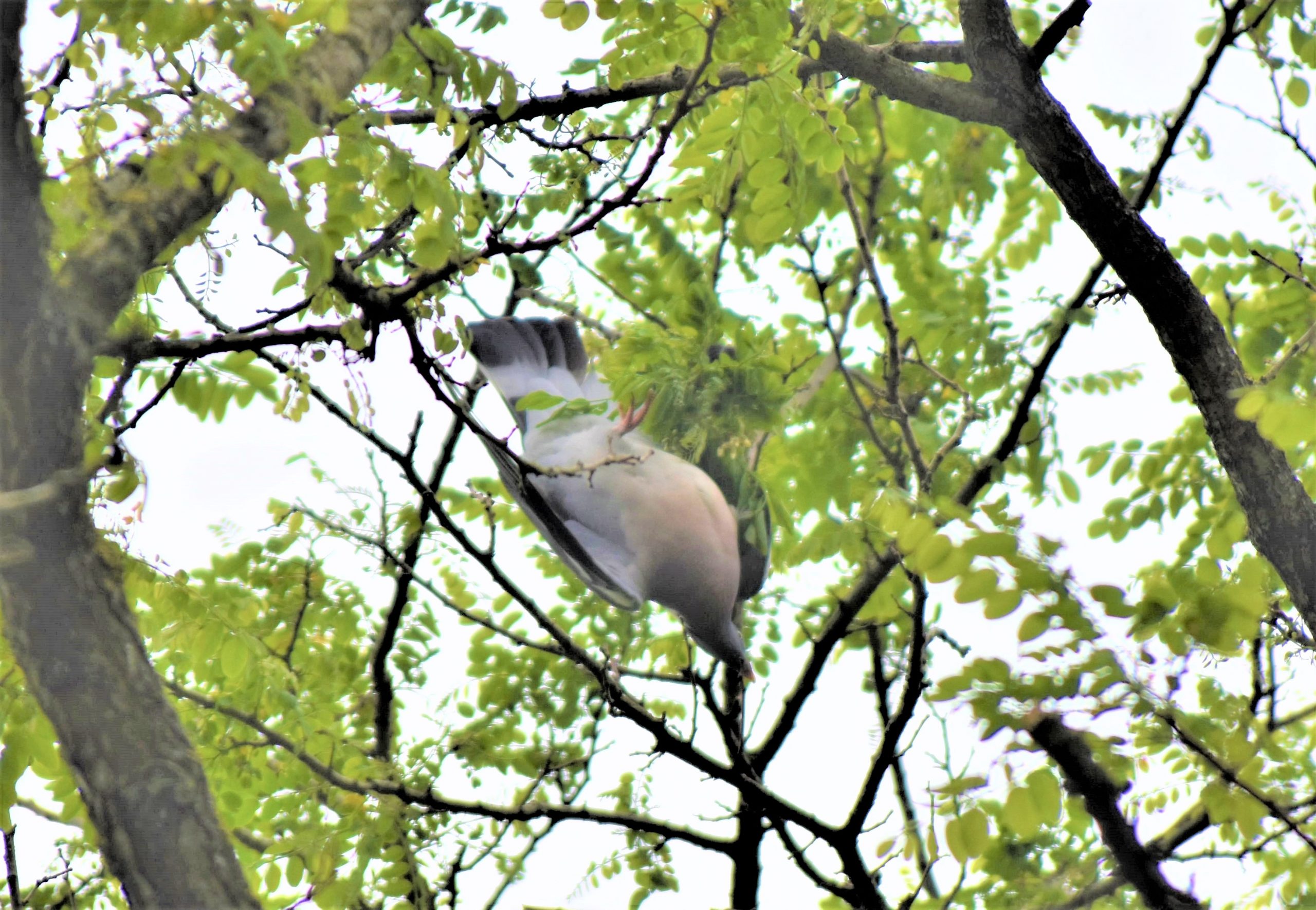 In touw verstrikte duif aan tak uit boom gered