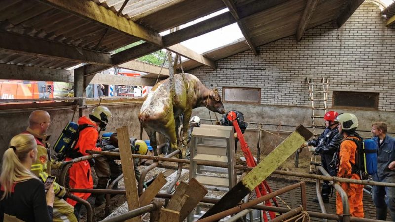 Brandweer Soesterberg bij redding dieren