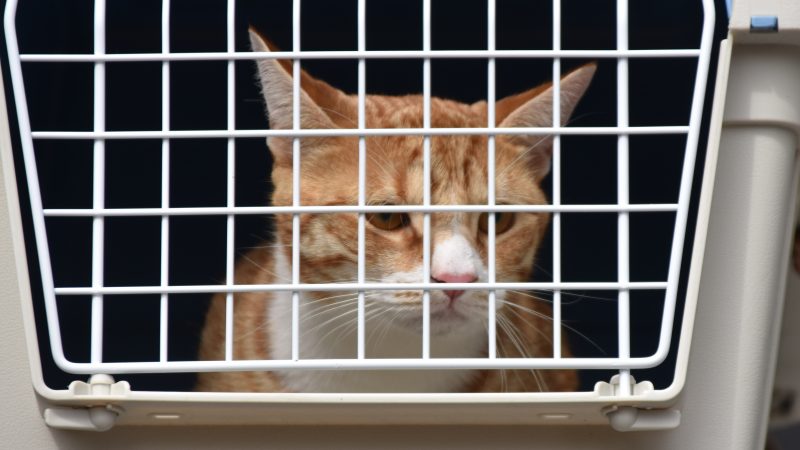 Brandweer bevrijdt poes onder zonnepaneel