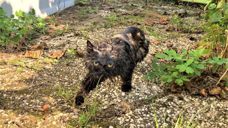Straal water is poes teveel