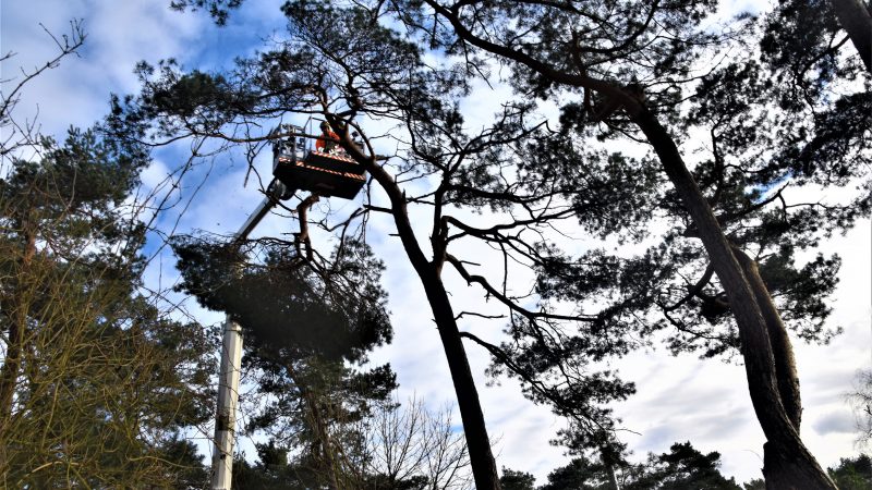 Brandweer zaagt losse kruin uit boom
