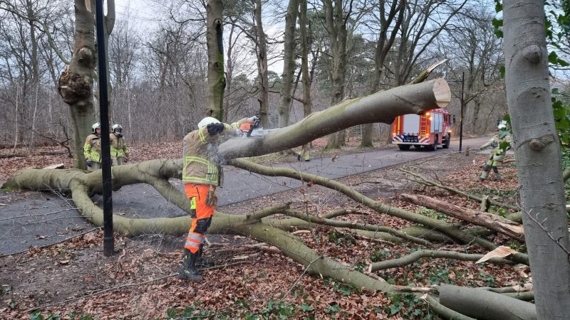 Bomen en takken ruimen in Soesterberg
