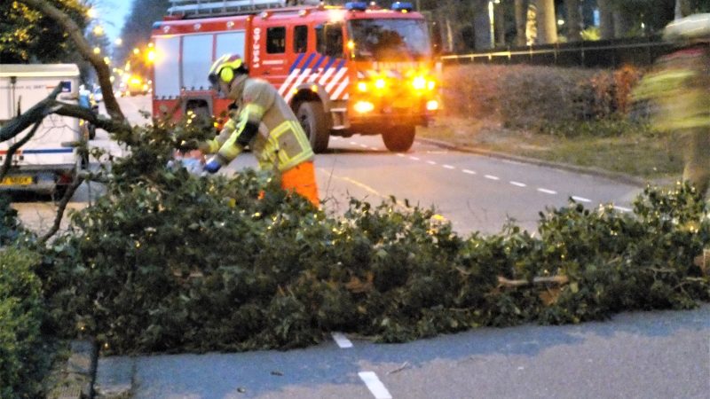 Boom omgezaagd, ongecontroleerde val voorkomen