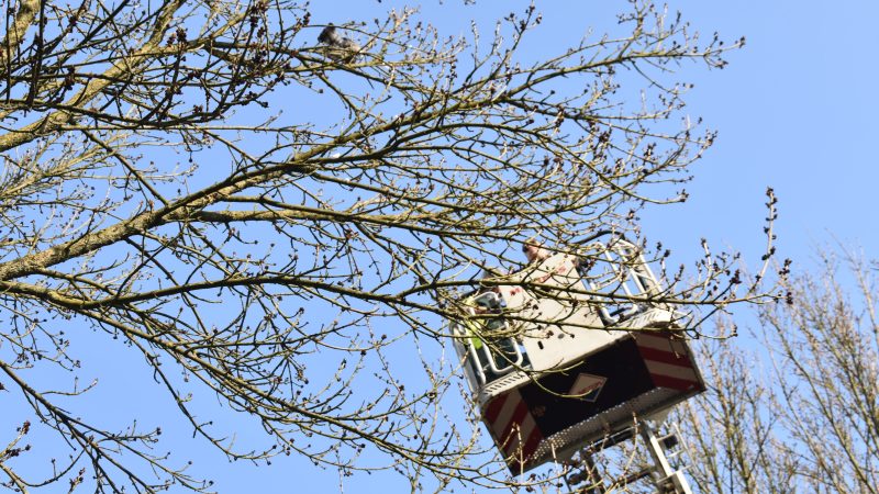 Duif in boom verstrikt in touw