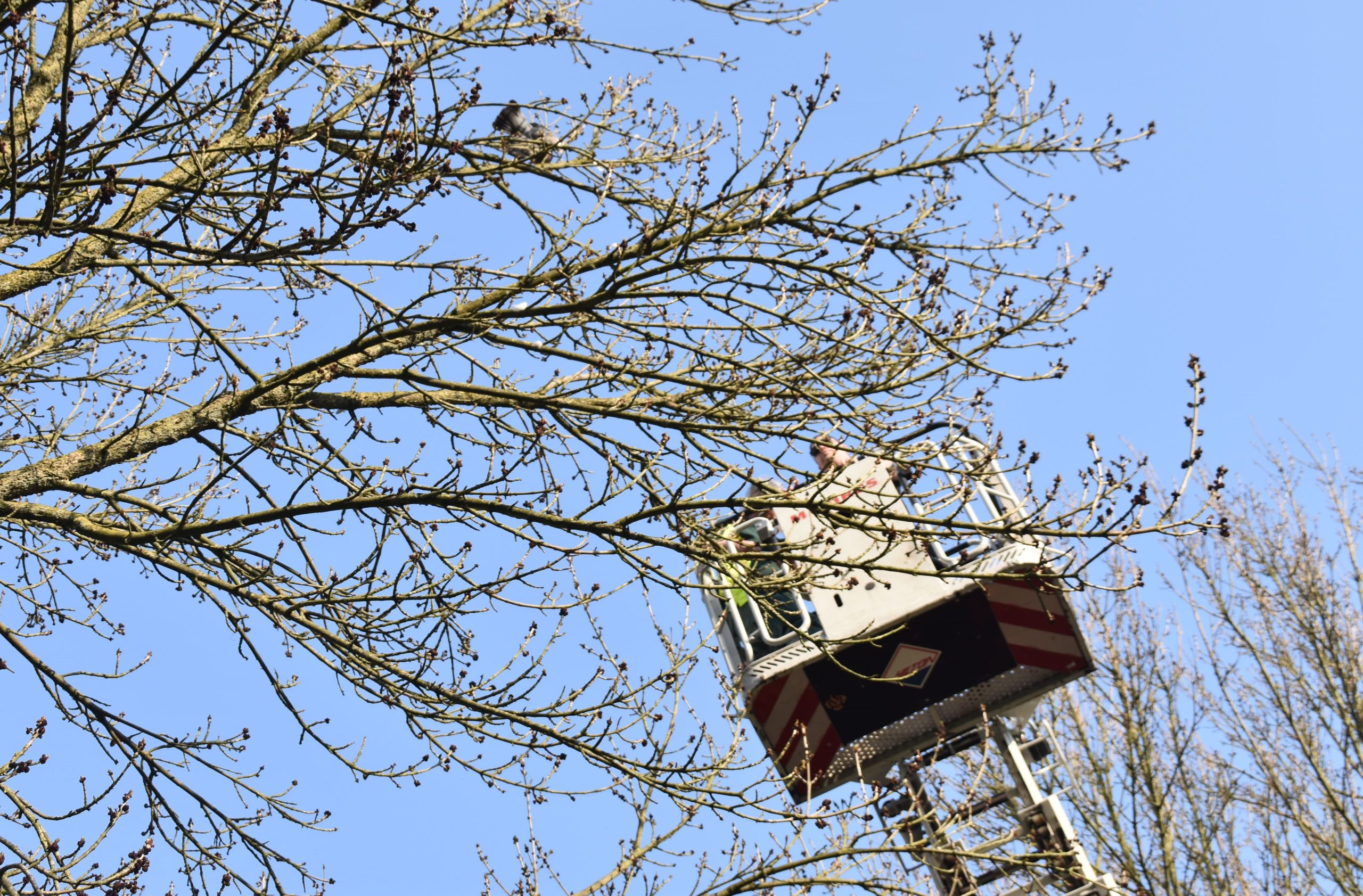 Duif in boom verstrikt in touw