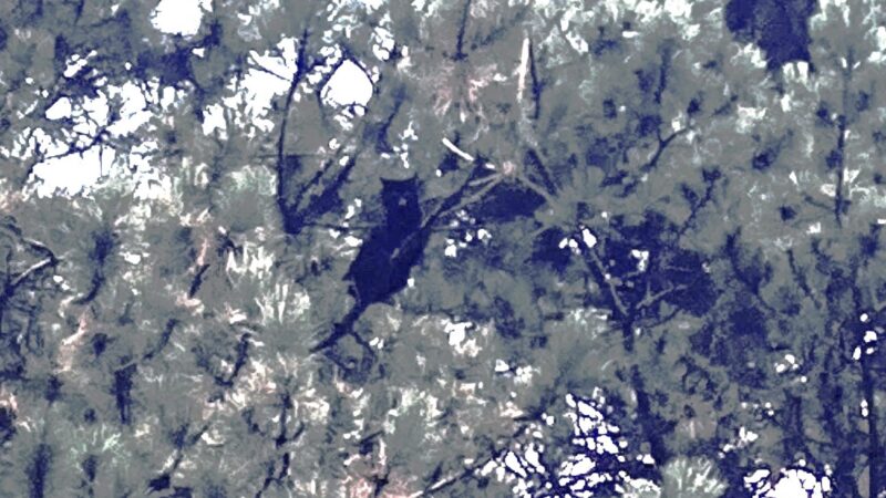 Kat in vogelnest; uit boom gesproeid