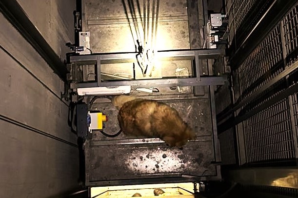 Hond komt op dak lift terecht