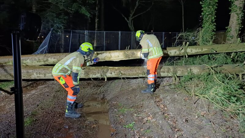 Boom met dubbele stam blokkeert inrit