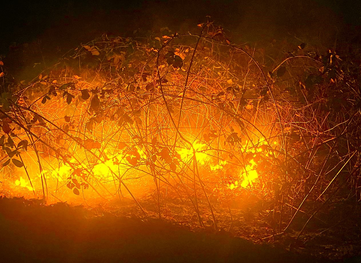 Cobra zet struikgewas in brand