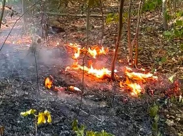 Bosbrand nabij museum snel bedwongen